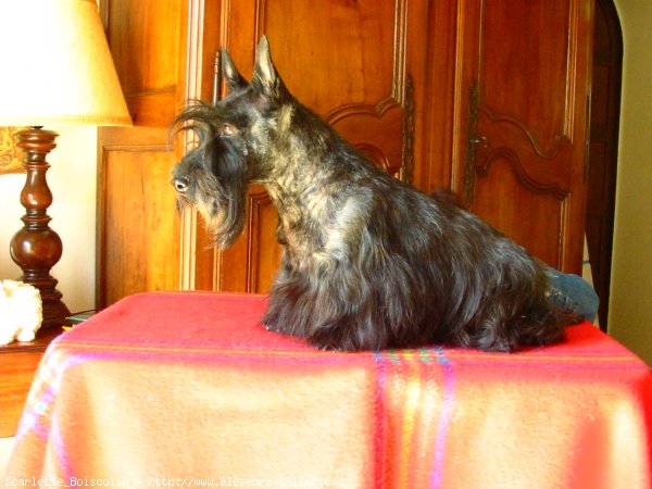 Photo de Scottish terrier