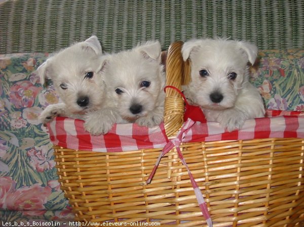 Photo de West highland white terrier