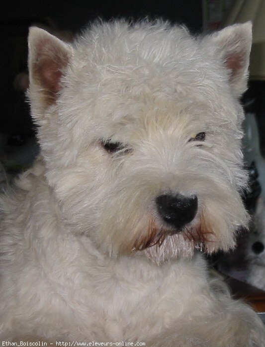 Photo de West highland white terrier