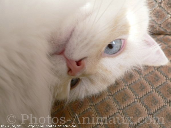 Photo de Ragdoll