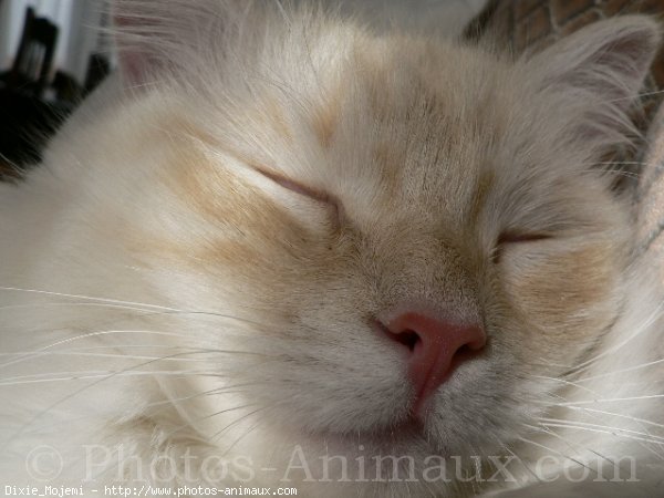 Photo de Ragdoll