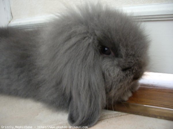 Photo de Lapin