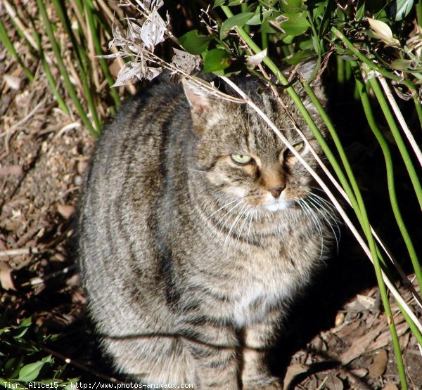 Photo de Chat domestique