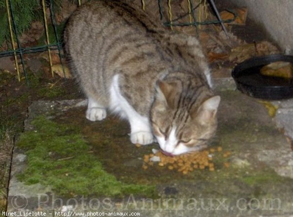 Photo de Chat domestique