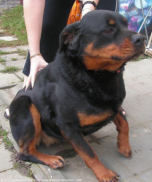 Photo de Rottweiler