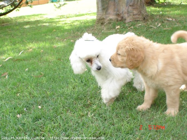 Photo de Races diffrentes