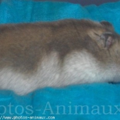 Photo de Hamster