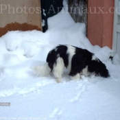 Photo de Cavalier king charles spaniel