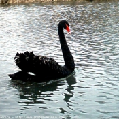 Photo de Cygne