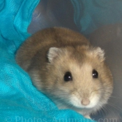 Photo de Hamster