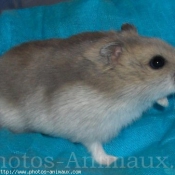 Photo de Hamster