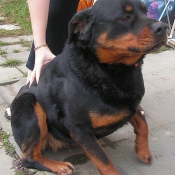 Photo de Rottweiler