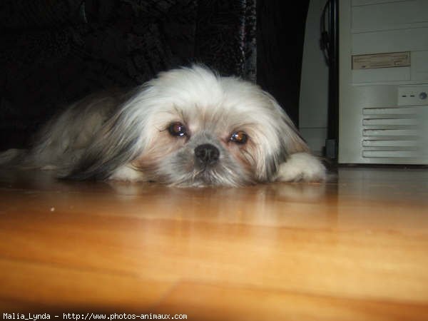 Photo de Shih tzu