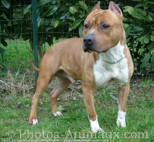 Photo d'American staffordshire terrier