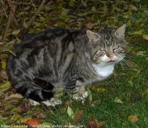 Photo de Chat domestique