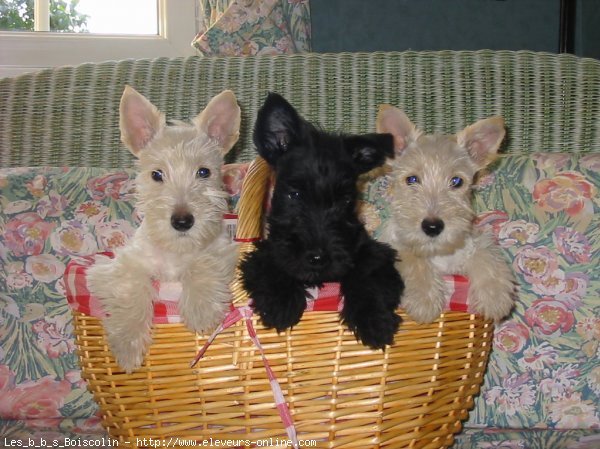 Photo de Scottish terrier