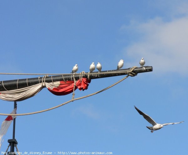 Photo de Mouette