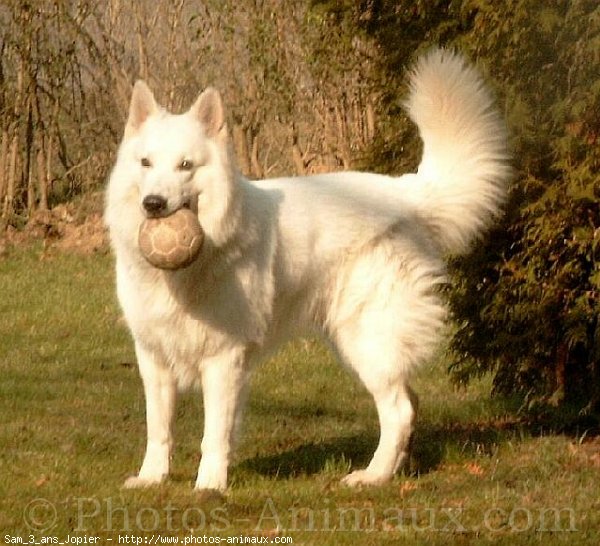 Photo de Berger blanc suisse