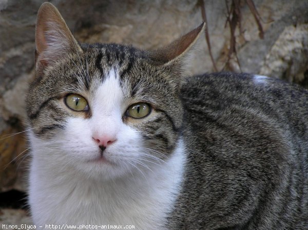 Photo de Chat domestique