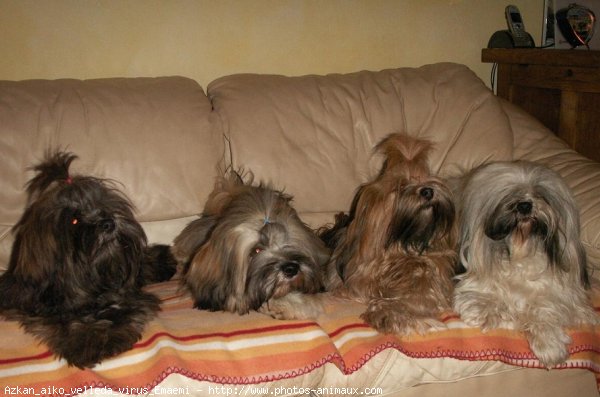 Photo de Lhassa apso