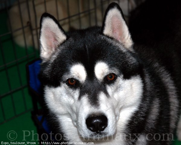 Photo de Husky siberien