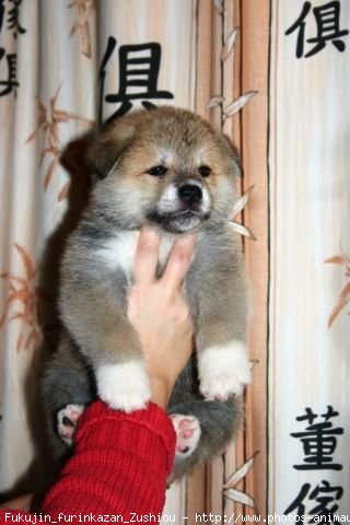 Photo d'Akita inu