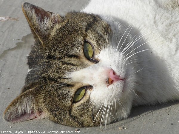 Photo de Chat domestique