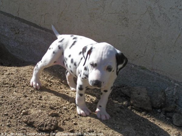 Photo de Dalmatien