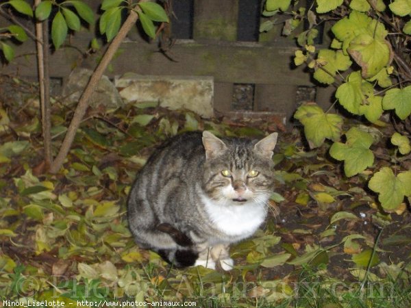 Photo de Chat domestique