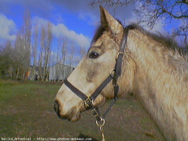 Photo de Croisement