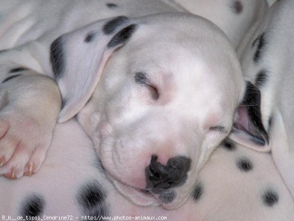 Photo de Dalmatien