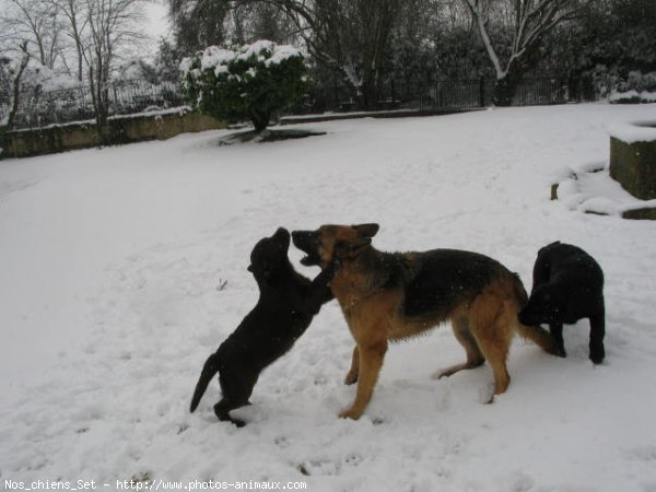 Photo de Labrador retriever