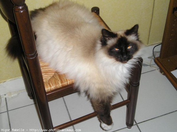 Photo de Sacr de birmanie