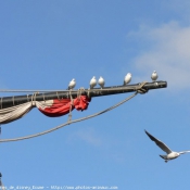 Photo de Mouette