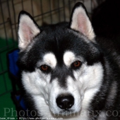 Photo de Husky siberien