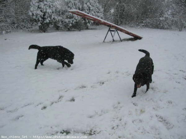 Photo de Labrador retriever