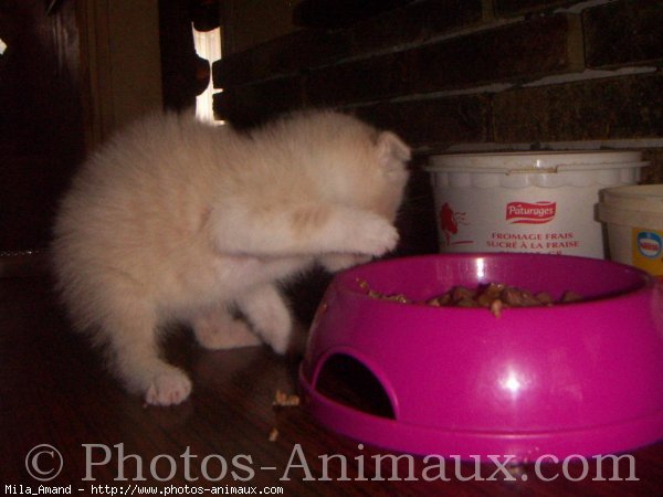 Photo de Scottish fold