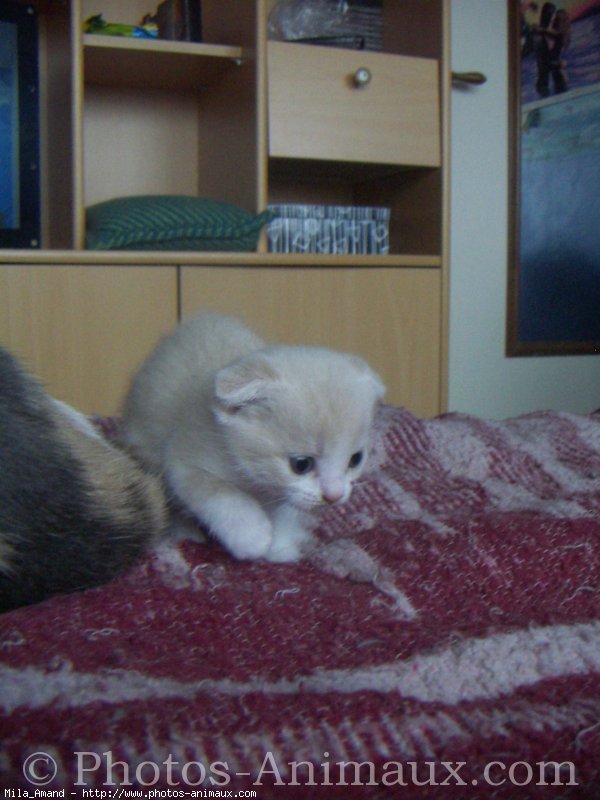 Photo de Scottish fold