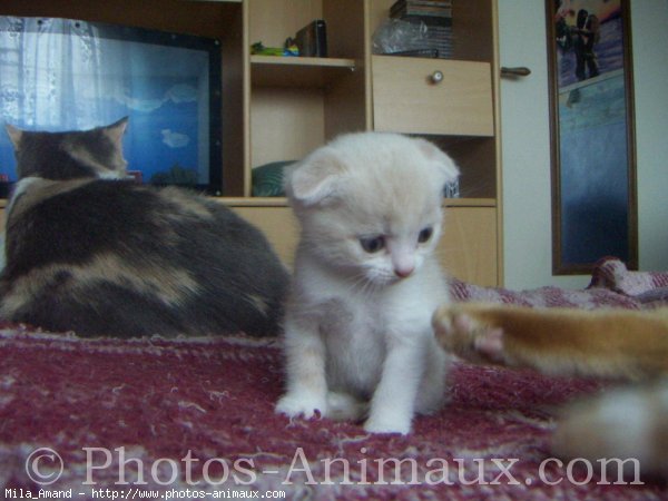 Photo de Scottish fold