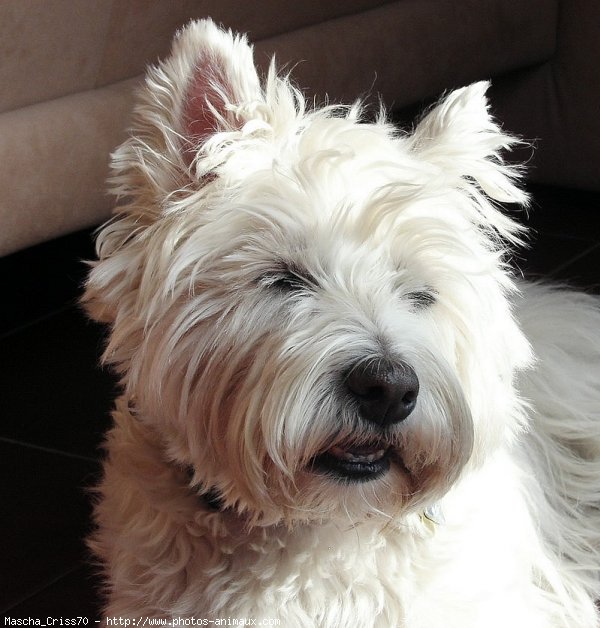 Photo de West highland white terrier