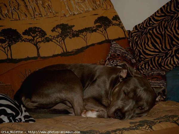 Photo d'American staffordshire terrier