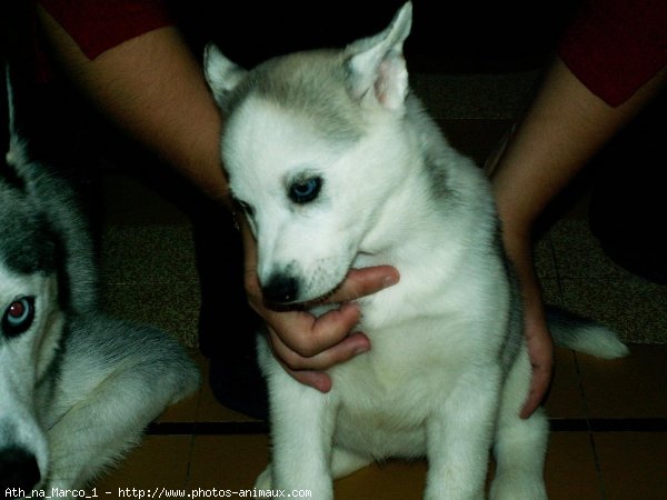 Photo de Husky siberien