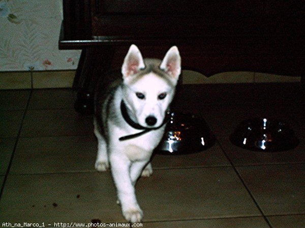 Photo de Husky siberien