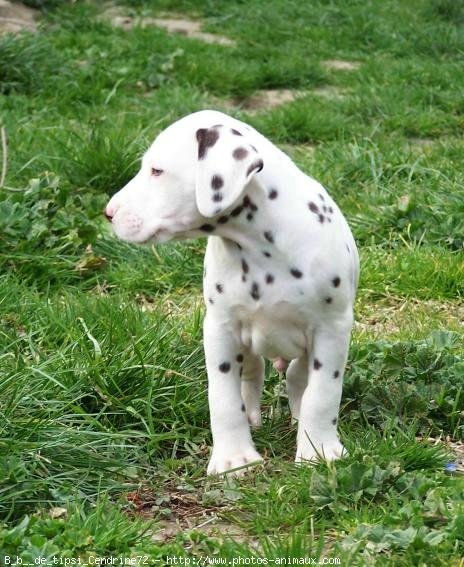 Photo de Dalmatien