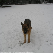 Photo de Berger allemand  poil court