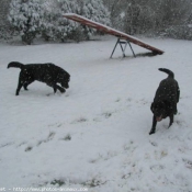 Photo de Labrador retriever