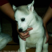 Photo de Husky siberien