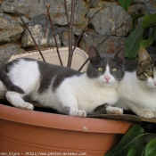 Photo de Chat domestique