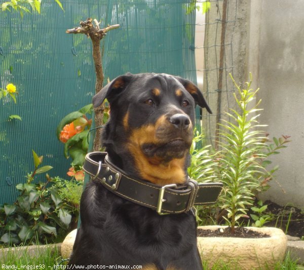 Photo de Rottweiler