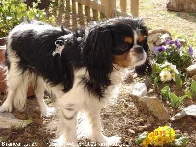 Photo de Cavalier king charles spaniel